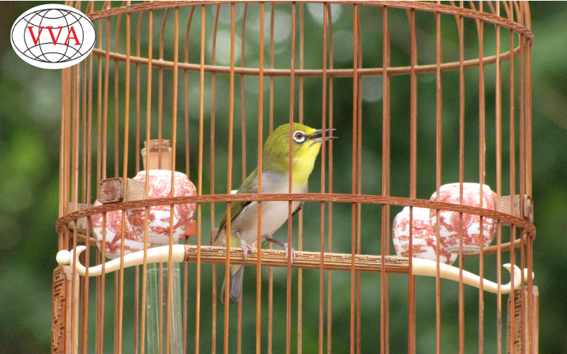 Hình 3: Thiết kế lồng cho chim Vành Khuyên